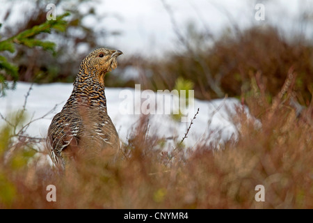 Western gallo cedrone, legno gallo cedrone (Tetrao urogallus), femmina, Svezia, Fulufjaellet Parco Nazionale Foto Stock