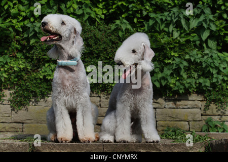 Bedlington Terrier (Canis lupus f. familiaris), due Bedlington Terrier seduti fianco a fianco Foto Stock