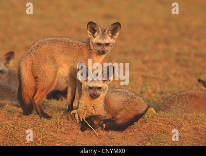 Bat-eared Fox (Otocyon megalotis), giovani Bat-eared volpi in agguato a Savannah, Tanzania Serengeti Foto Stock