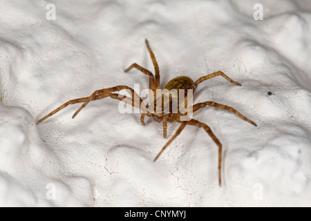 Philodromid ragno granchio (Philodromus spec., aureolus-Gruppe), Germania Foto Stock