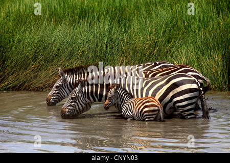 Boehm's zebra, Grant's zebra (Equus quagga boehmi, Equus quagga granti), zebre bevendo un waterhole , Tanzania, Ngorongoro Conservation Area Foto Stock