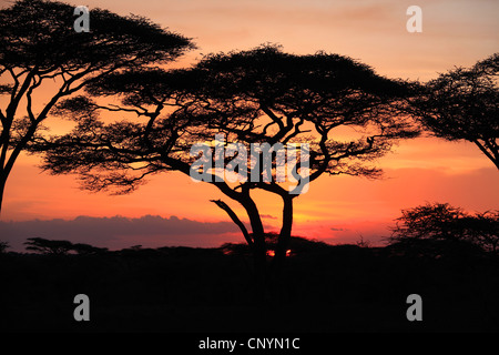 Camel thorn nel tramonto, Tanzania Ngorongoro Conservation Area Foto Stock