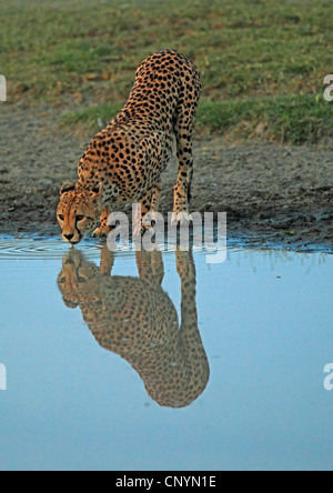 Ghepardo (Acinonyx jubatus), bevendo un waterhole , Tanzania, Serengeti Foto Stock