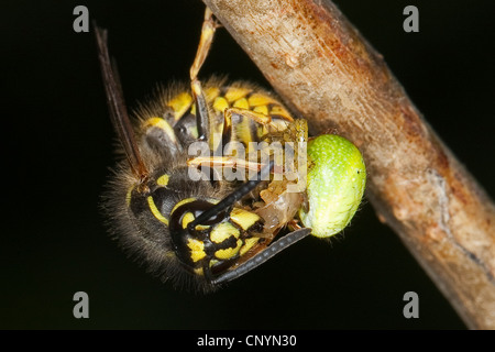 Wasp comune (Vespula vulgaris, Paravespula vulgaris), alimentazione su un catturato spider, Germania Foto Stock