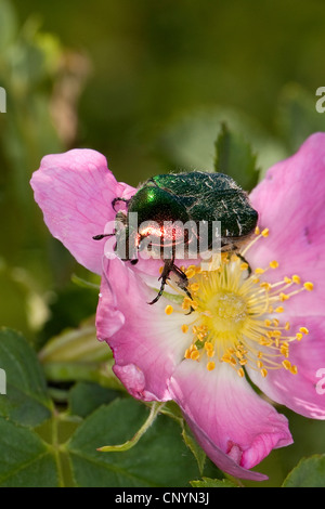 Rose (chafer Cetonia aurata), su di una rosa, Germania Foto Stock