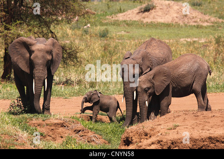 Savana Africana Elefanti Elefante africano (Loxodonta africana oxyotis), allevamento di animali giovani sta in piedi in una piccola baia, Tanzania, Parco Nazionale di Tarangire e Foto Stock