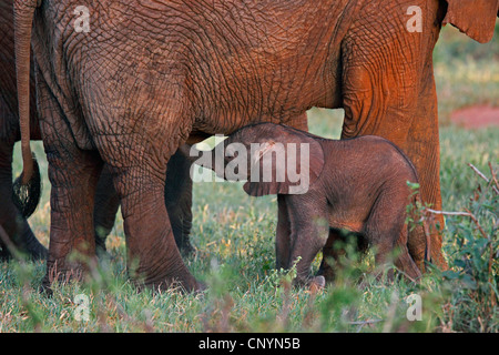 Savana Africana Elefanti Elefante africano (Loxodonta africana oxyotis), giovane elefante bere la mammella della loro mamma, la Tanzania, il Parco Nazionale di Tarangire e Foto Stock
