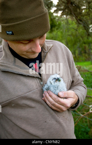 Eurasian allocco (Strix aluco), su un conservatore la mano pronta per la suoneria, Regno Unito, Scozia, Highlands scozzesi Foto Stock