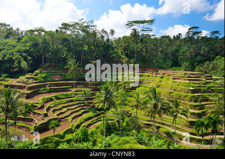 Terrazze di riso, Indonesia Bali Foto Stock