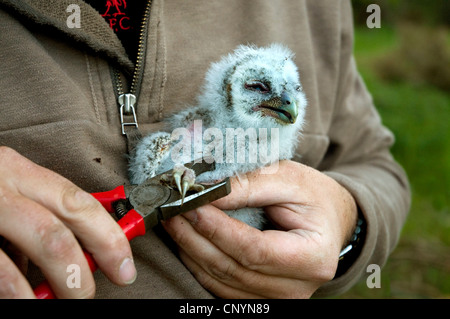 Eurasian allocco (Strix aluco), essendo circondato da un conservatore, Regno Unito, Scozia, Highlands scozzesi Foto Stock