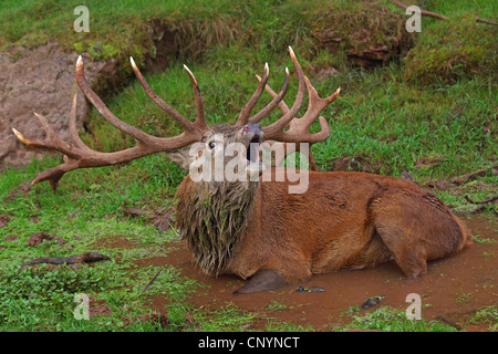 Il cervo (Cervus elaphus), giacente in un foro di fango ruggito, Germania Foto Stock