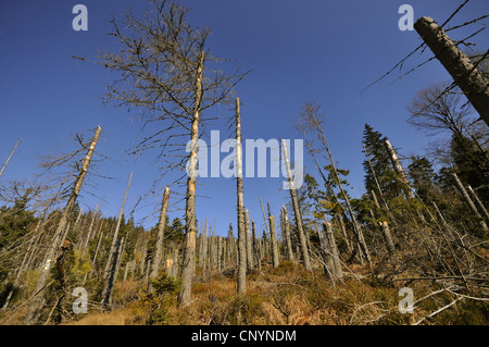 Abete (Picea abies), morto bosco di abete rosso, in Germania, in Baviera, il Parco Nazionale della Foresta Bavarese Foto Stock