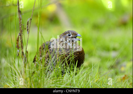 Forcelli (Lyrurus tetrix, Tetrao tetrix), femmina chiamando, in Germania, in Baviera, il Parco Nazionale della Foresta Bavarese Foto Stock