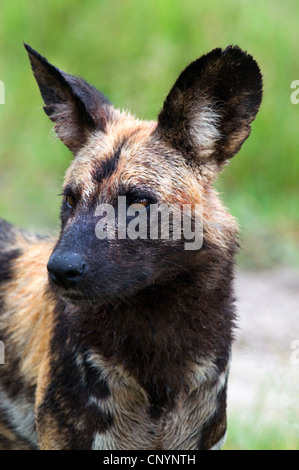 African wild dog (Lycaon pictus), frontale verticale, Botswana, Moremi Game Reserve Foto Stock