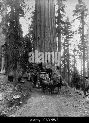 Wawona, grande albero, Mariposa Grove, California - Un cavallo e un giro in carrozza attraverso il tronco di una sequoia gigante, circa 1890 Foto Stock