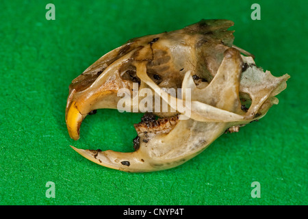 Il barbagianni (Tyto alba), il cranio e la mascella inferiore di un mouse, non digerito di residui di cibo da una pastiglia Foto Stock