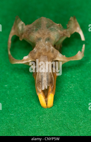 Il barbagianni (Tyto alba), mouse scull, cibo non digerito residuo da una pastiglia Foto Stock