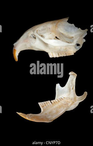 Il barbagianni (Tyto alba), il cranio e la mascella inferiore di un mouse, non digerito di residui di cibo da una pastiglia Foto Stock