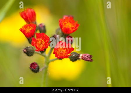 Grim-la-collier, arancione (hawkweed Hieracium aurantiacum), che fiorisce in un prato, in Germania, in Renania Palatinato Foto Stock