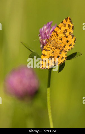 Screziato giallo (Pseudopanthera macularia), seduto su un chiodo di garofano, in Germania, in Renania Palatinato Foto Stock