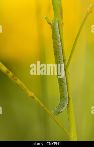 Arancio-punta (Anthocharis cardamines), Caterpillar a cucù fiore, cardamine pratensis, in Germania, in Renania Palatinato Foto Stock