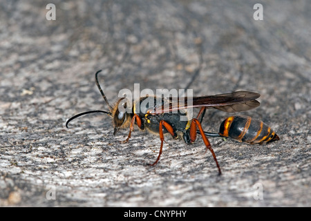 Il fango dauber, fango wasp, digger wasp, fango daubers (Sceliphron curvatum), seduti su una parete, Germania Foto Stock