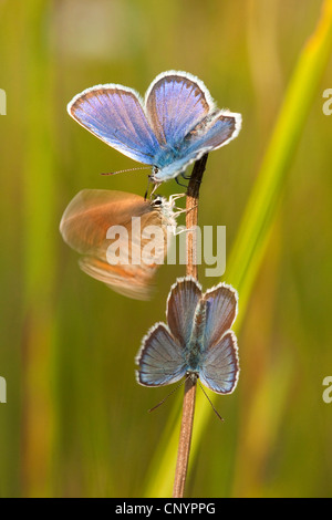 Argento-blu chiodati (Plebejus argus, Plebeius argus), tre individui in corrispondenza di una lama per erba, in Germania, in Renania Palatinato Foto Stock