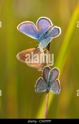 Argento-blu chiodati (Plebejus argus, Plebeius argus), tre individui in un grassblade, in Germania, in Renania Palatinato Foto Stock