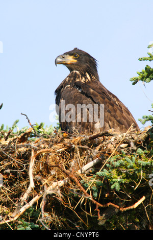 American aquila calva (Haliaeetus leucocephalus), seduta in nido d'aquila, USA, Aleuten Foto Stock