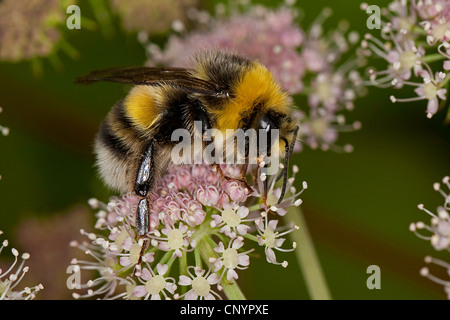 White-tailed Bumble Bee (Bombus lucorum), maschio alla ricerca di nettare, Germania Foto Stock