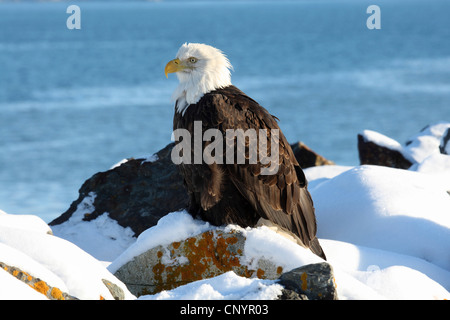 American aquila calva (Haliaeetus leucocephalus), seduto sulla roccia presso la costa in inverno, STATI UNITI D'AMERICA, Alaska Kenai Foto Stock