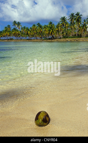 Palma da cocco (Cocos nucifera), cocco giacente nel surf a una spiaggia di sabbia, Repubblica Dominicana, Samana Foto Stock