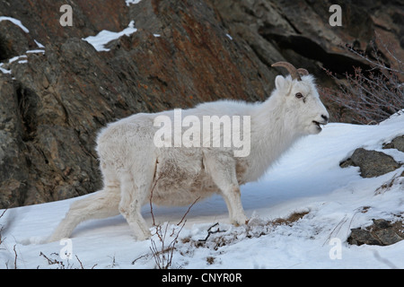 Dall's pecore pecore bianche (ovis dalli), in esecuzione attraverso la neve, USA, Alaska Foto Stock