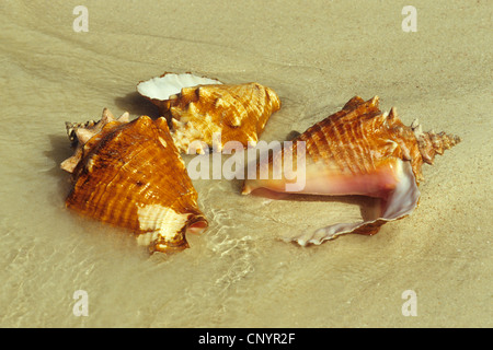 Queen conch, Rosa conch, conchiglia (Strombus gigas), tre gusci di lumaca giacente nel surf su una spiaggia di sabbia, Repubblica Dominicana Foto Stock