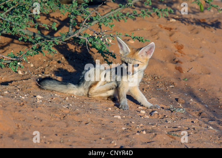 Capo volpe (Vulpes vulpes chama), giovane individuo disteso sul terreno, Sud Africa, Kgalagadi transfrontaliera Parco Nazionale Foto Stock