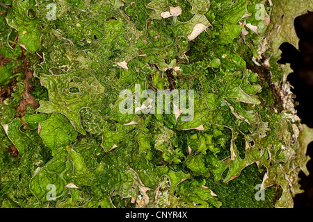 Oak lungwort (Lobaria pulmonaria), in corrispondenza di un tronco di albero, Germania Foto Stock