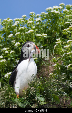 Atlantic puffin, comune puffin (Fratercula arctica), con pesce pescato nel becco Foto Stock