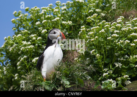 Atlantic puffin, comune puffin (Fratercula arctica), con pesce pescato nel becco Foto Stock