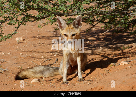 Capo volpe (Vulpes vulpes chama), kit seduto sotto un arbusto, Sud Africa, Kgalagadi transfrontaliera Parco Nazionale Foto Stock