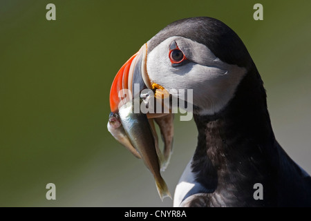 Atlantic puffin, comune puffin (Fratercula arctica), con numerosi pesci catturati nel suo becco Foto Stock