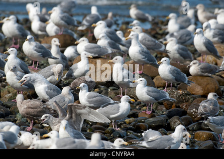 Aringa e Glaucous-winged Gabbiani si riuniscono per una alimentazione bonanza DELLE ARINGHE SECCHE, Isola di Vancouver. SCO 8177 Foto Stock