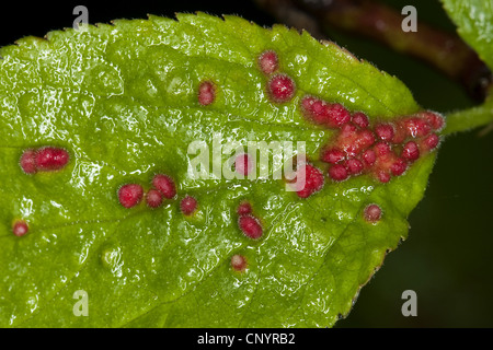 Gall mite (Eriophyes prunianus PADI), galli sulle foglie di Prunus, Germania Foto Stock