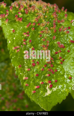 Gall mite (Eriophyes prunianus PADI), galli sulle foglie di Prunus, Germania Foto Stock