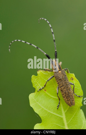 Thistle longhorn beetle, Flat-facce longhorn (Agapanthia villosoviridescens), lavori di posa in opera su una foglia, in Germania, in Renania Palatinato Foto Stock