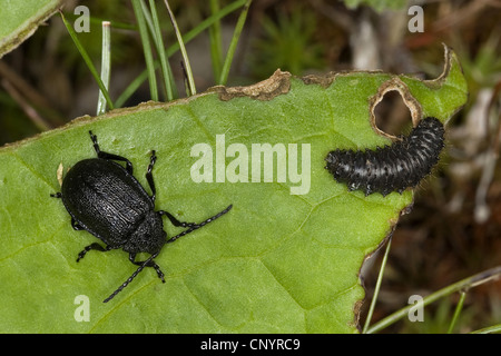 Tansy beetle (Galeruca tanaceti), seduta su una foglia insieme con la larva, Germania Foto Stock