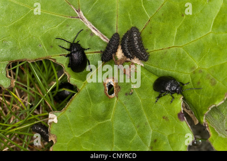 Tansy beetle (Galeruca tanaceti), seduta su una foglia insieme con la larva, Germania Foto Stock