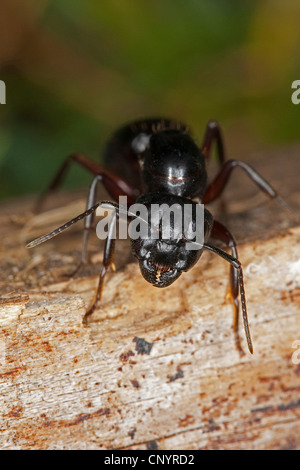 Carpenter ant (Camponotus ligniperdus, Camponotus ligniperda), macro shot di una regina a deadwood, Germania Foto Stock