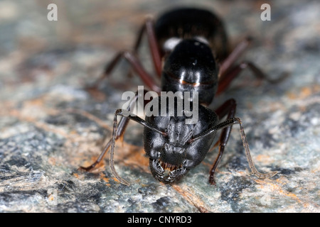 Carpenter ant (Camponotus ligniperdus, Camponotus ligniperda), macro shot di una regina su una roccia, Germania Foto Stock