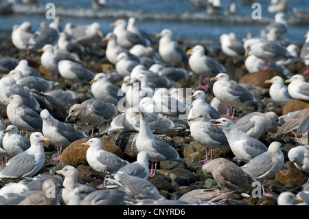 Aringa e Glaucous-winged Gabbiani si riuniscono per una alimentazione bonanza DELLE ARINGHE SECCHE, Isola di Vancouver. SCO 8178 Foto Stock