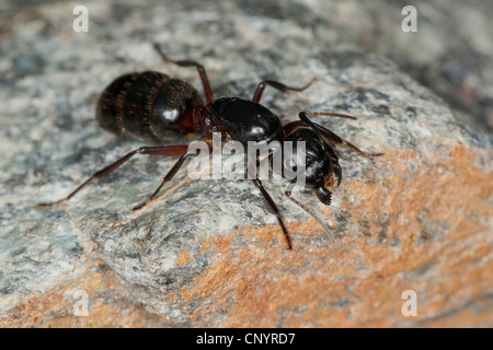 Carpenter ant (Camponotus ligniperdus, Camponotus ligniperda), macro shot di una regina su una roccia, Germania Foto Stock